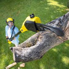 Best Tree and Shrub Care  in Thunder Mountain, NM